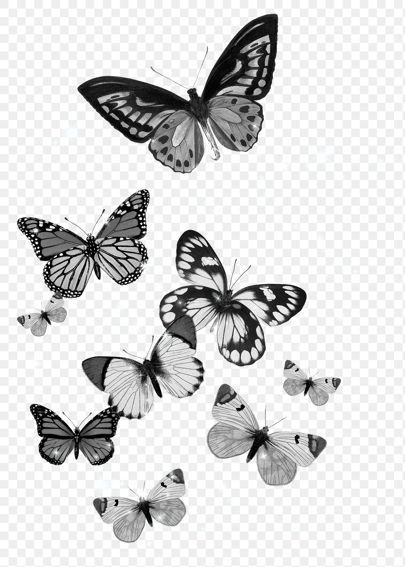 Grayscale butterflies png sticker, insect | Premium PNG - rawpixel