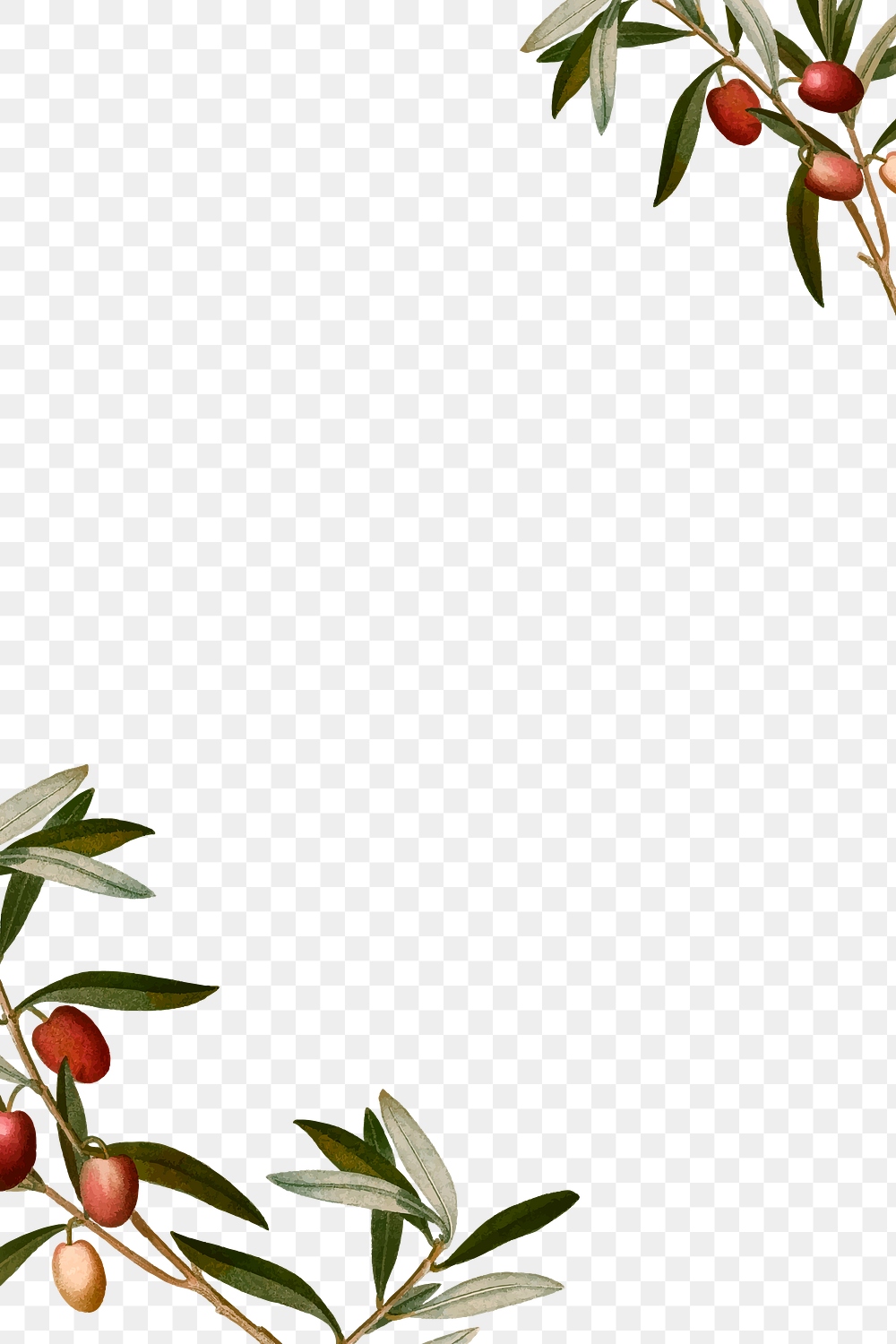 Olive branches frame png hand | Premium PNG - rawpixel