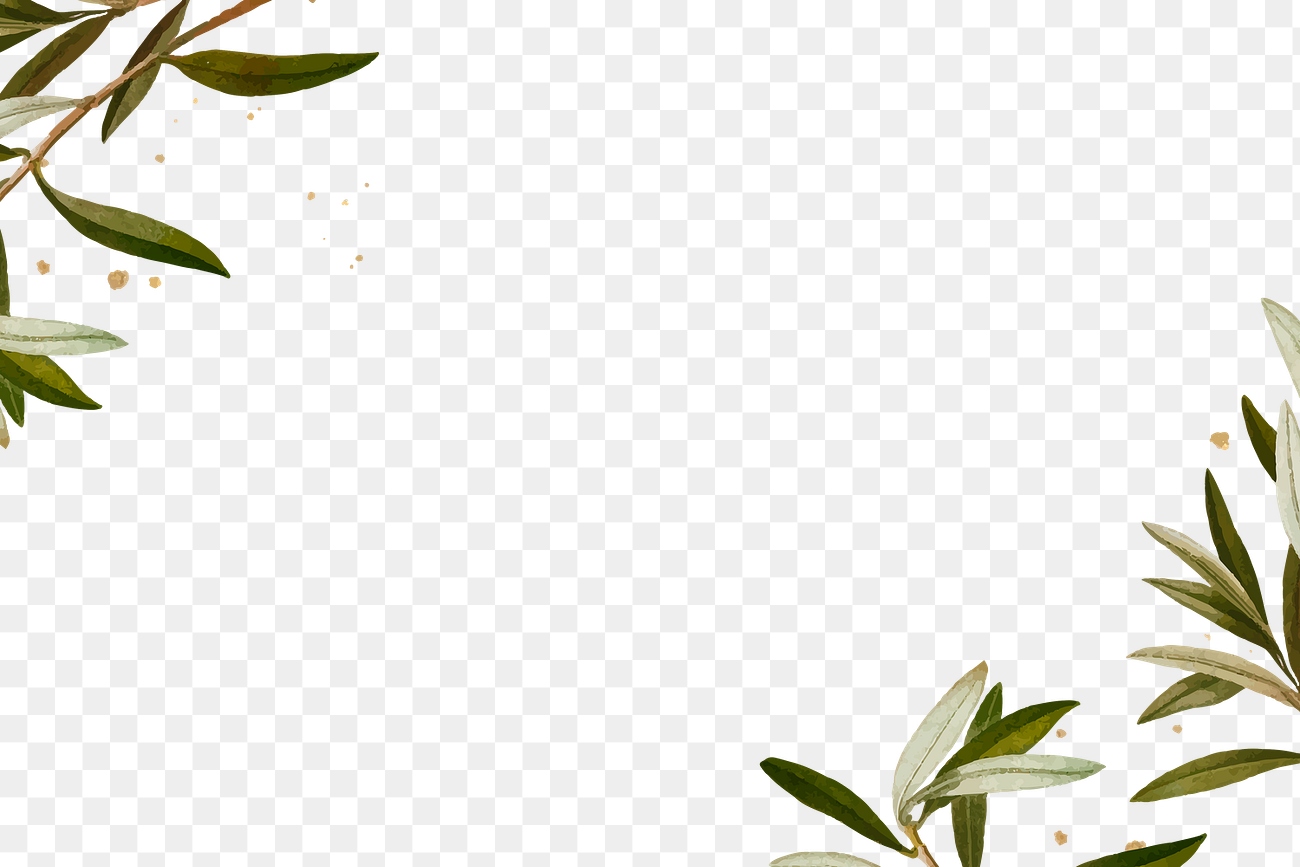 Olive branches frame png hand | Premium PNG - rawpixel