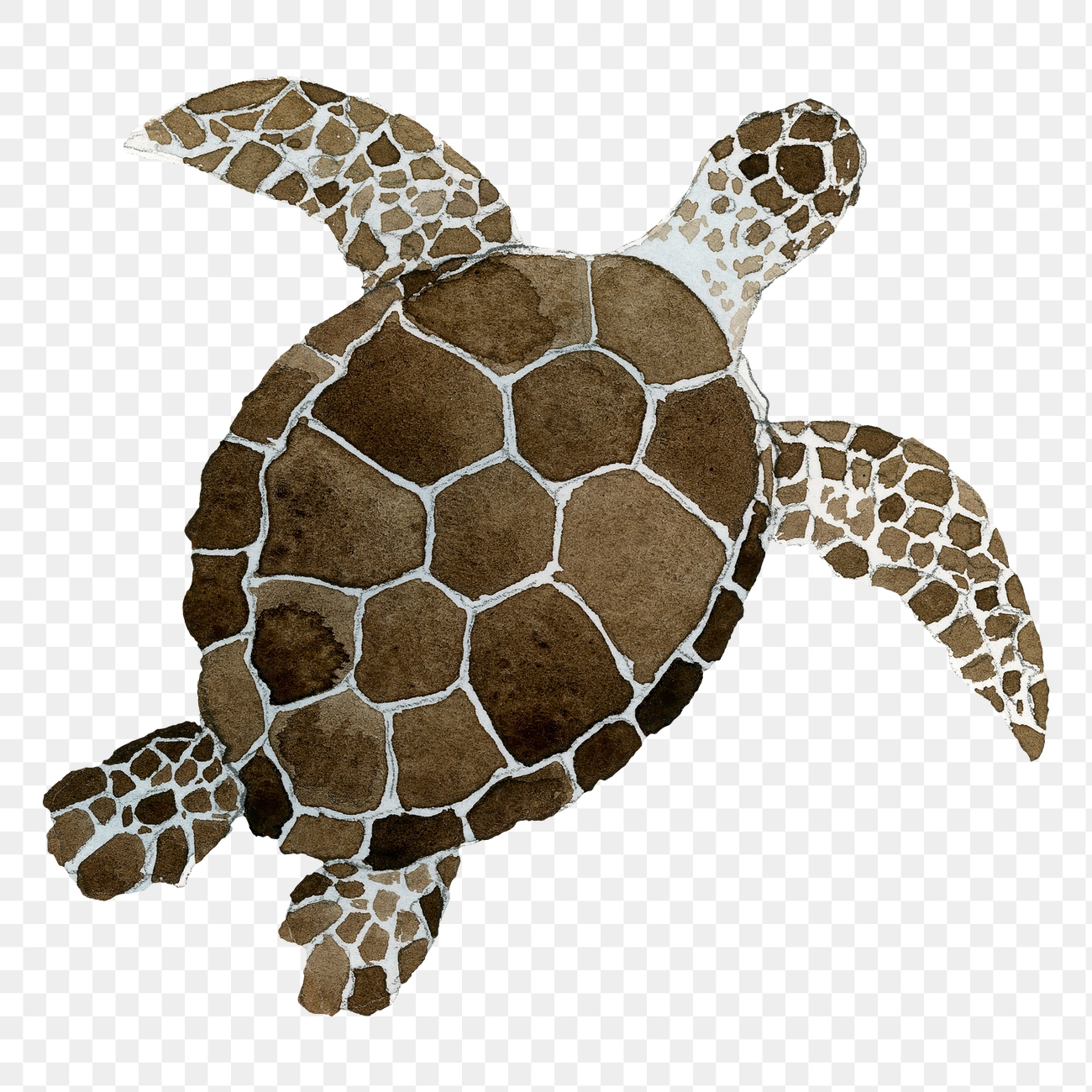 Watercolor painted sea turtle transparent | Premium PNG Sticker - rawpixel