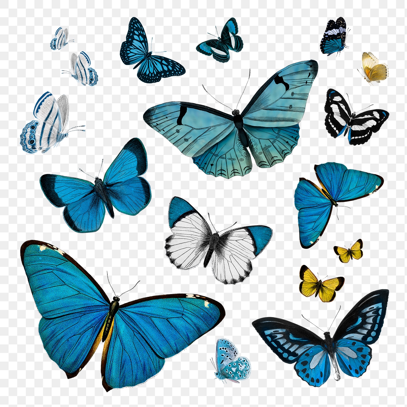 Vintage Common Blue butterflies illustration | Premium PNG - rawpixel