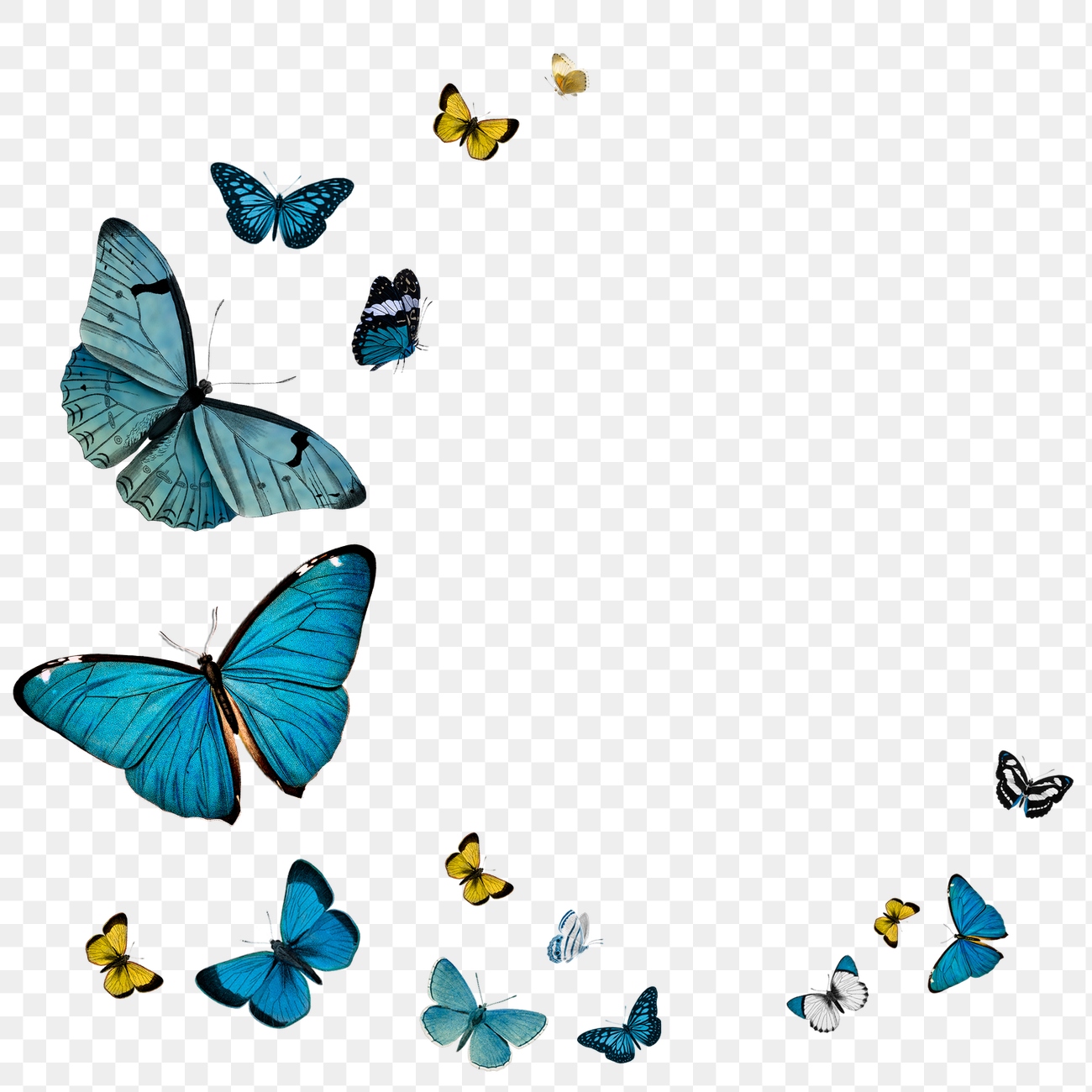 Vintage Common Blue butterflies copy | Premium PNG - rawpixel