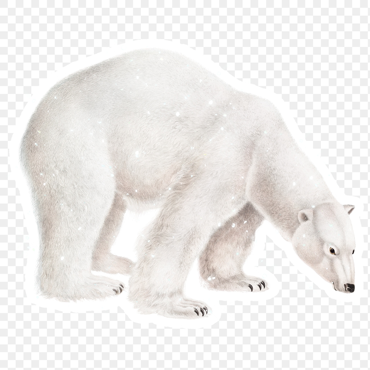 Hand drawn sparkling polar bear | Premium PNG Sticker - rawpixel