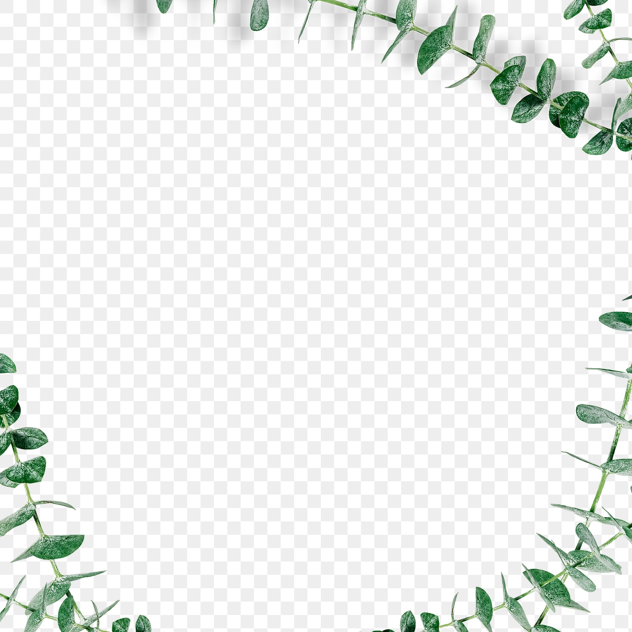 Botany eucalyptus frame design element | Premium PNG - rawpixel