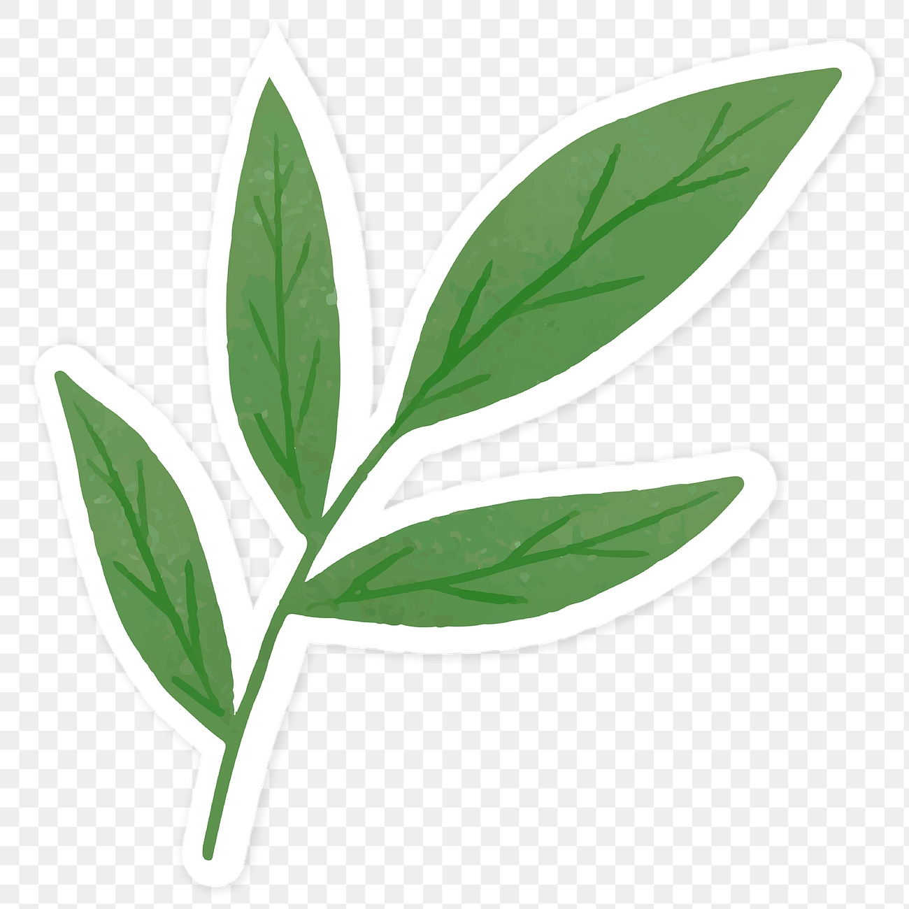 Green leaves sticker transparent png | Premium PNG Sticker - rawpixel