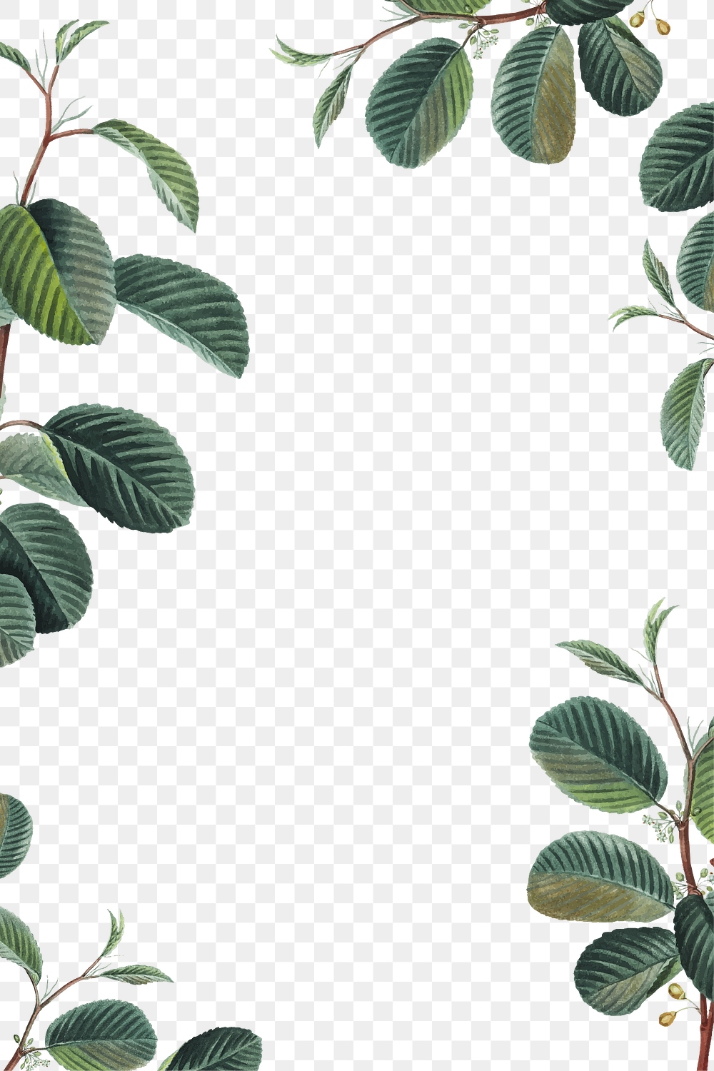 Png green leaf frame border | Premium PNG - rawpixel