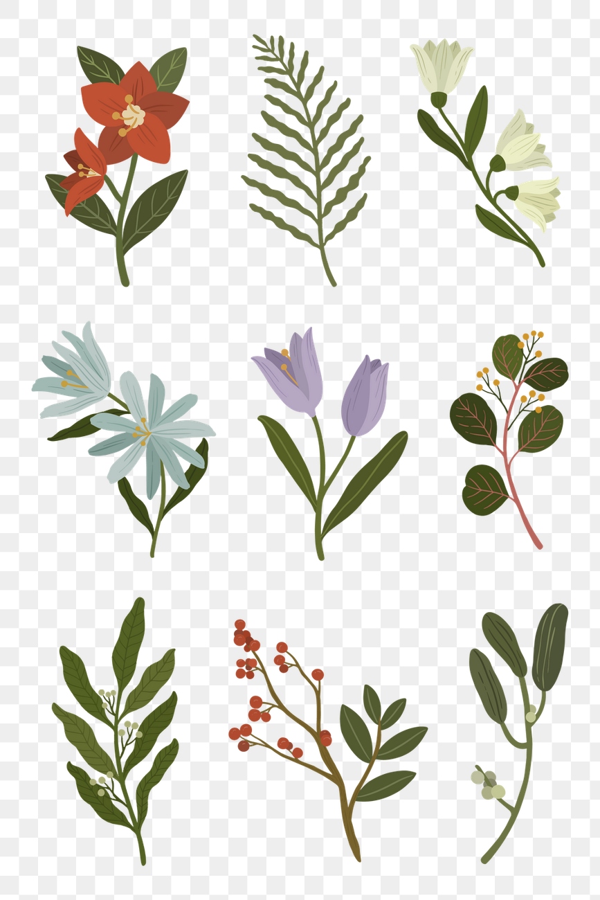 Blooming winter botanicals transparent png | Premium PNG - rawpixel