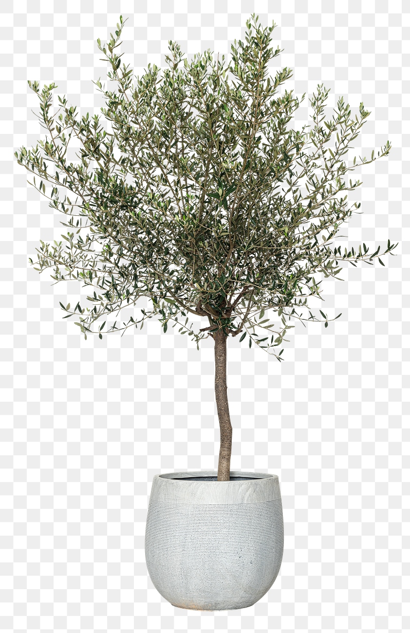 Olive tree png mockup house Free PNG Sticker rawpixel Olive tree png mockup house Free PNG Sticker rawpixel