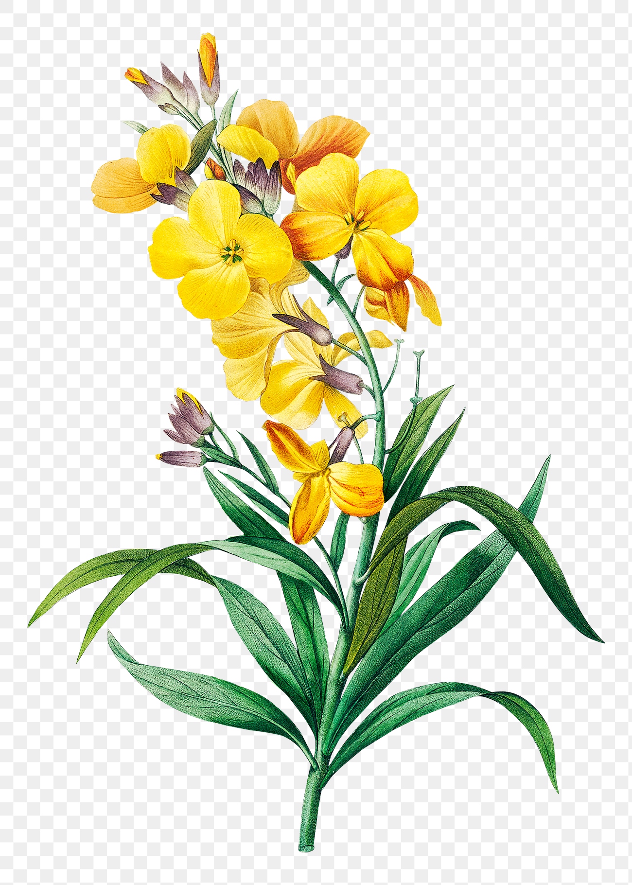 Wallflower png botanical illustration, remixed from artworks by Pierre