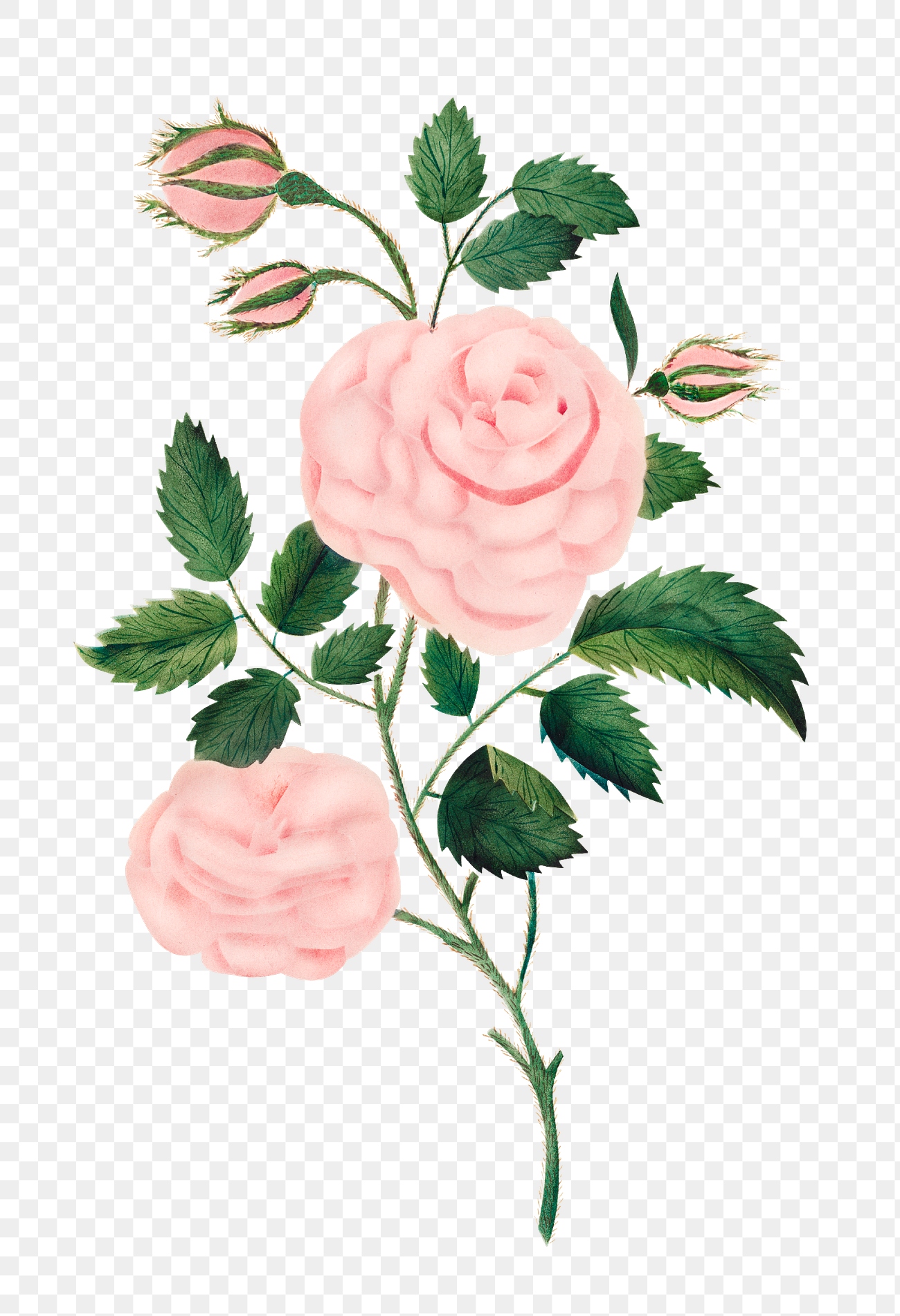 Damask rose vintage illustration transparent | Free PNG Sticker - rawpixel