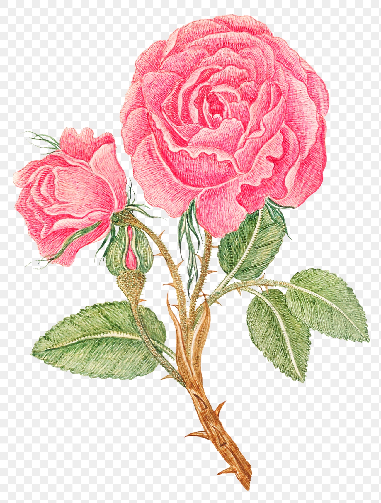 Vintage pink rose png illustration, | Free PNG Sticker - rawpixel