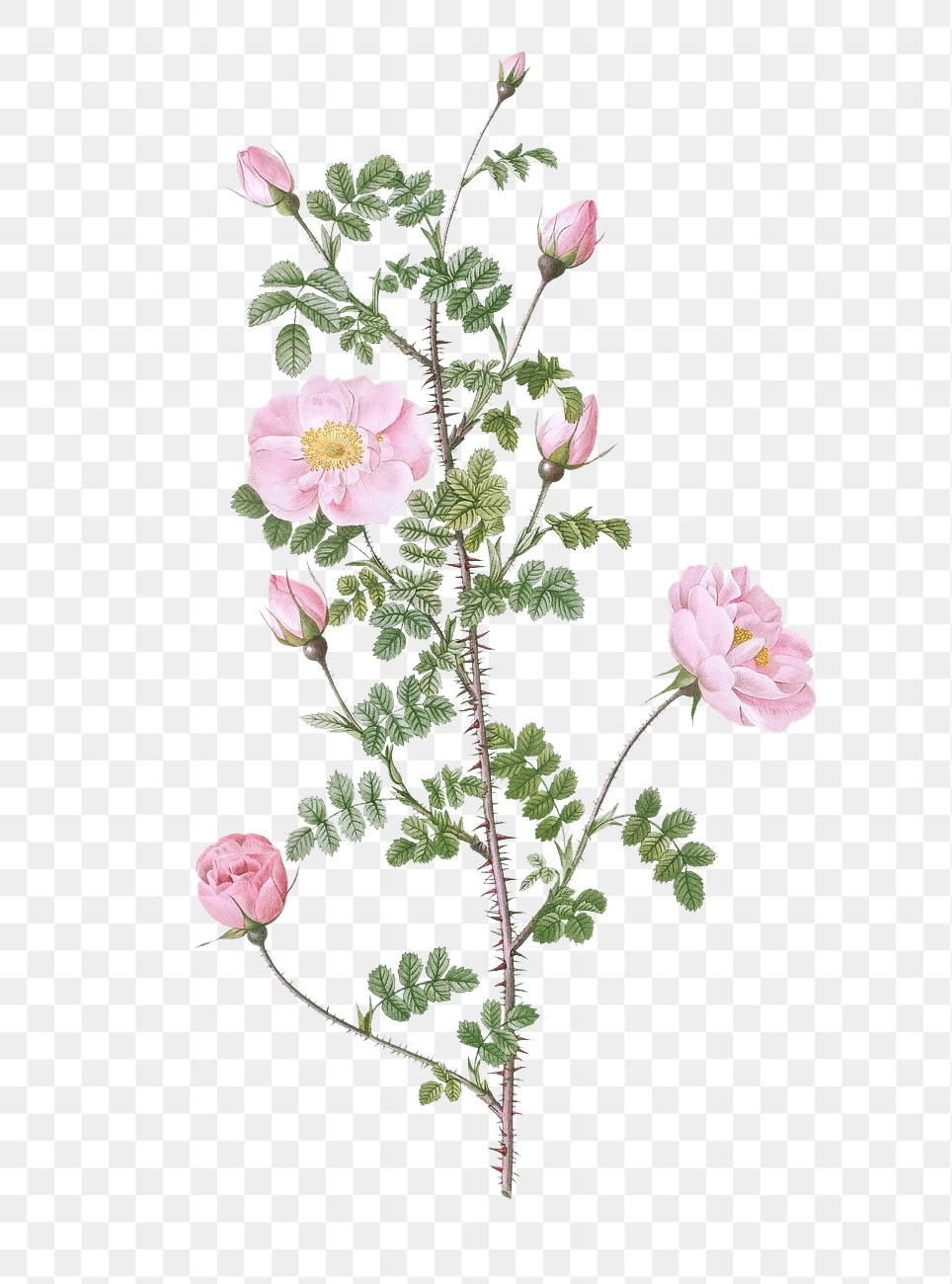 Pink scotch briar rose