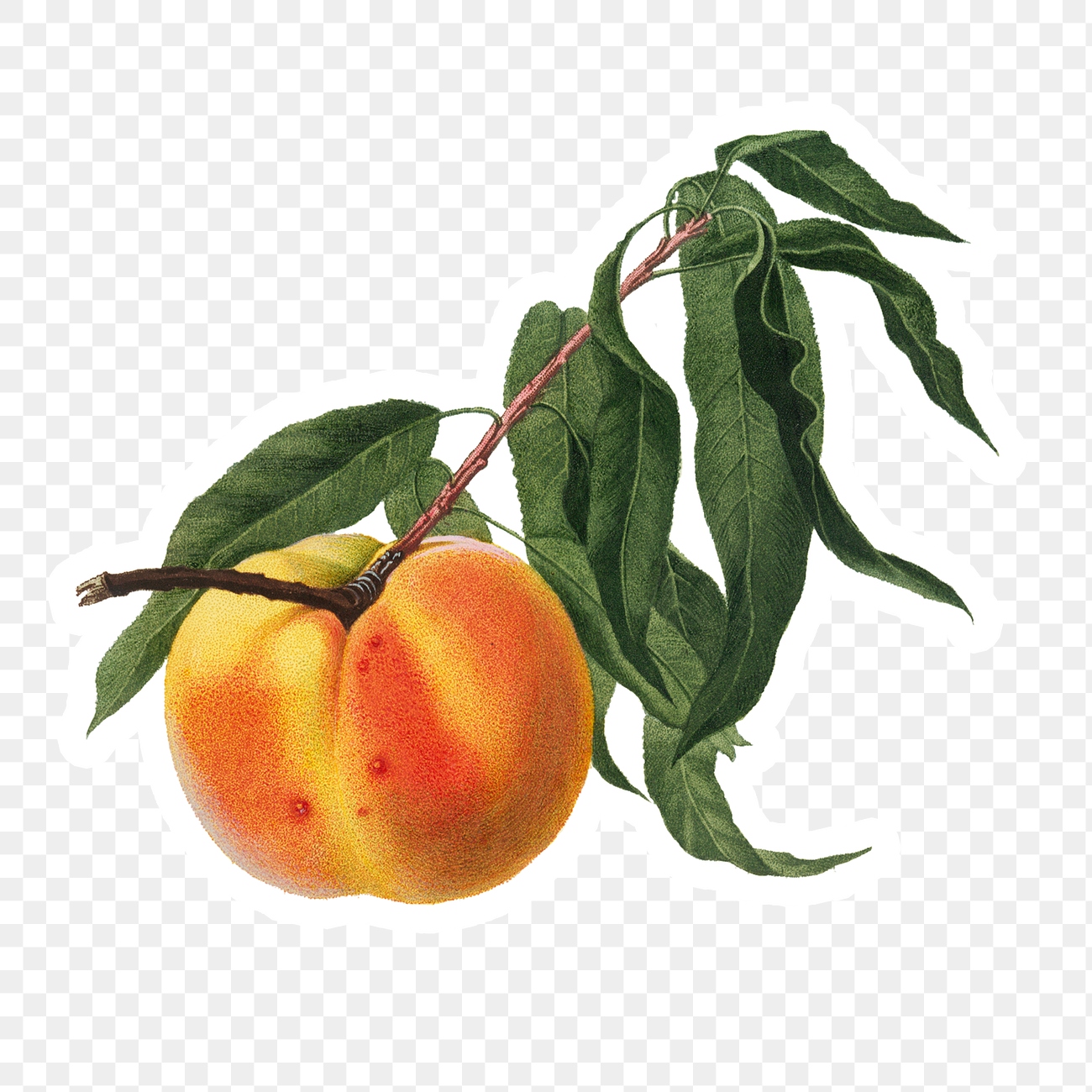 Плод персика рисунок