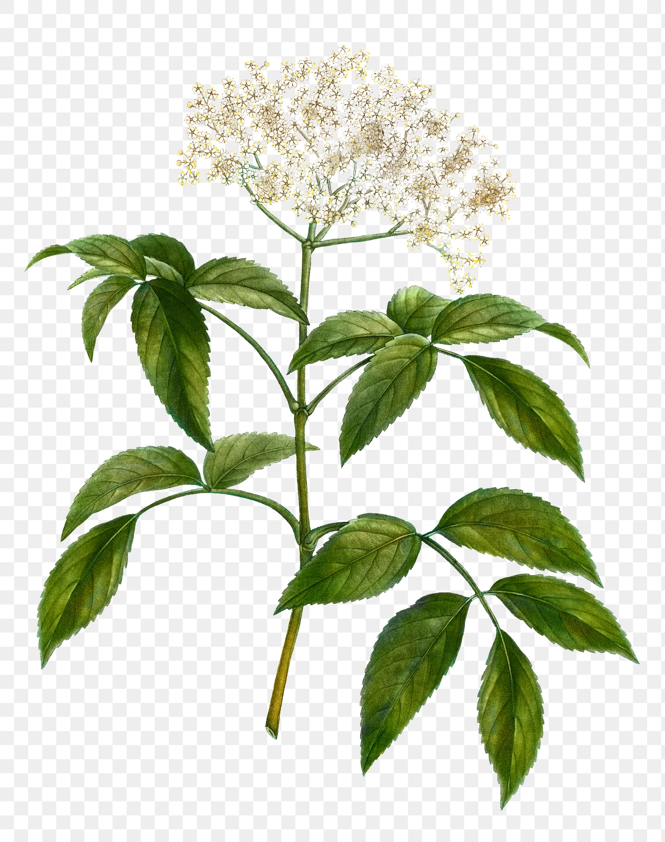 Elderflower tree