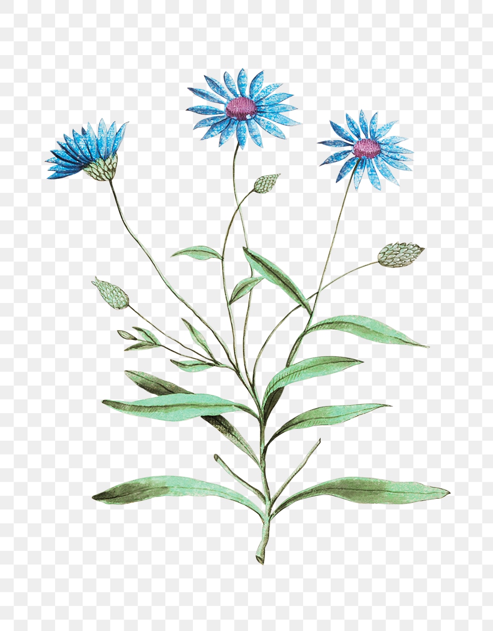 Vintage blue strawflower illustration | Premium PNG Sticker - rawpixel