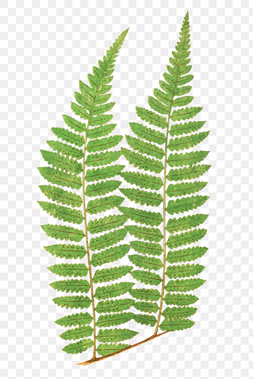 Vintage fern illustration png | Free stock illustration | High