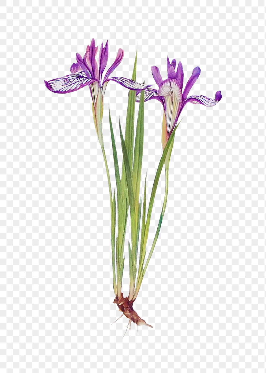 Purple Iris flower png