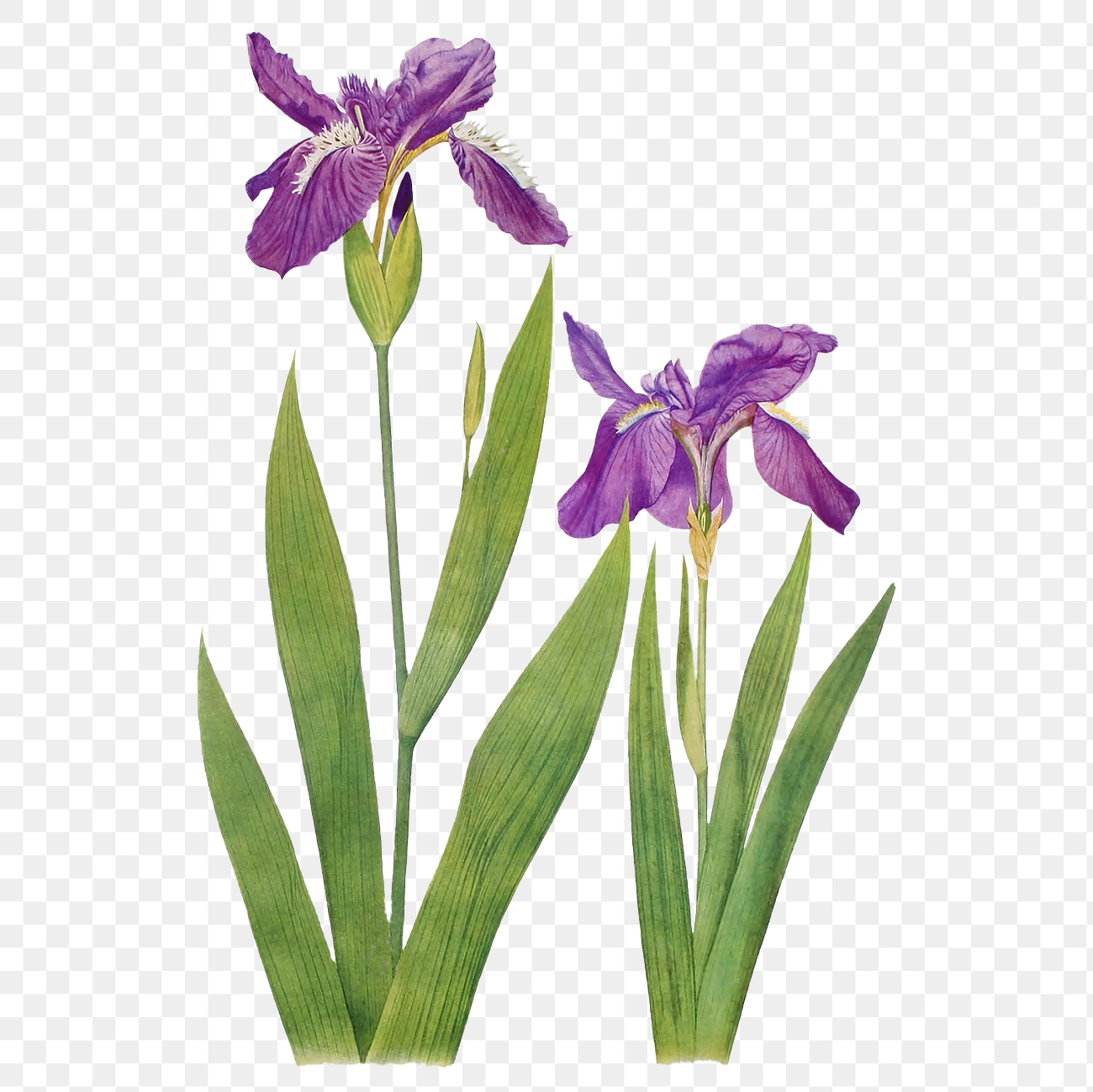 Purple Iris flower png