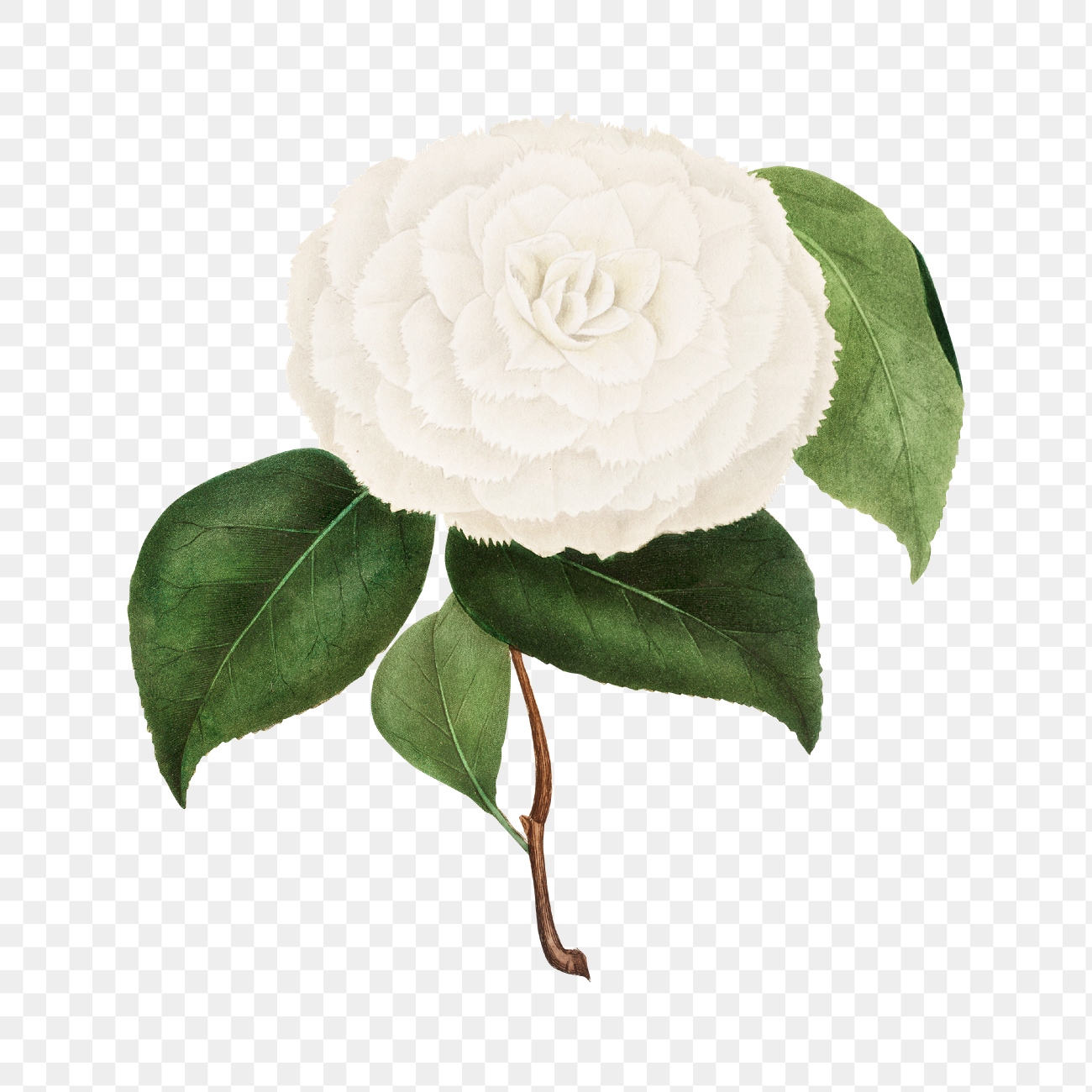 Vintage Camellia flower png