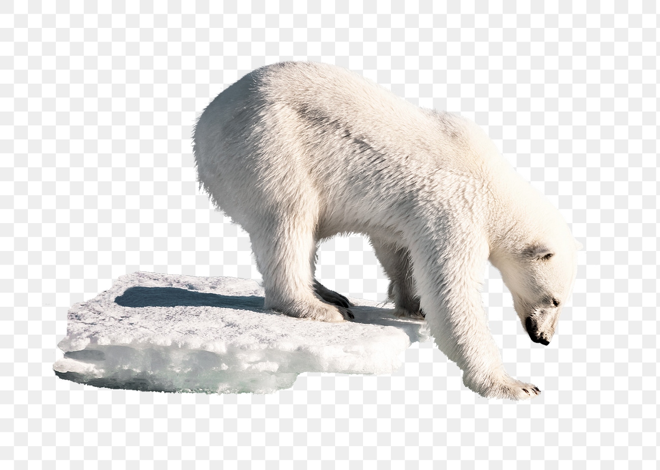 Polar bear png thin ice | Premium PNG - rawpixel