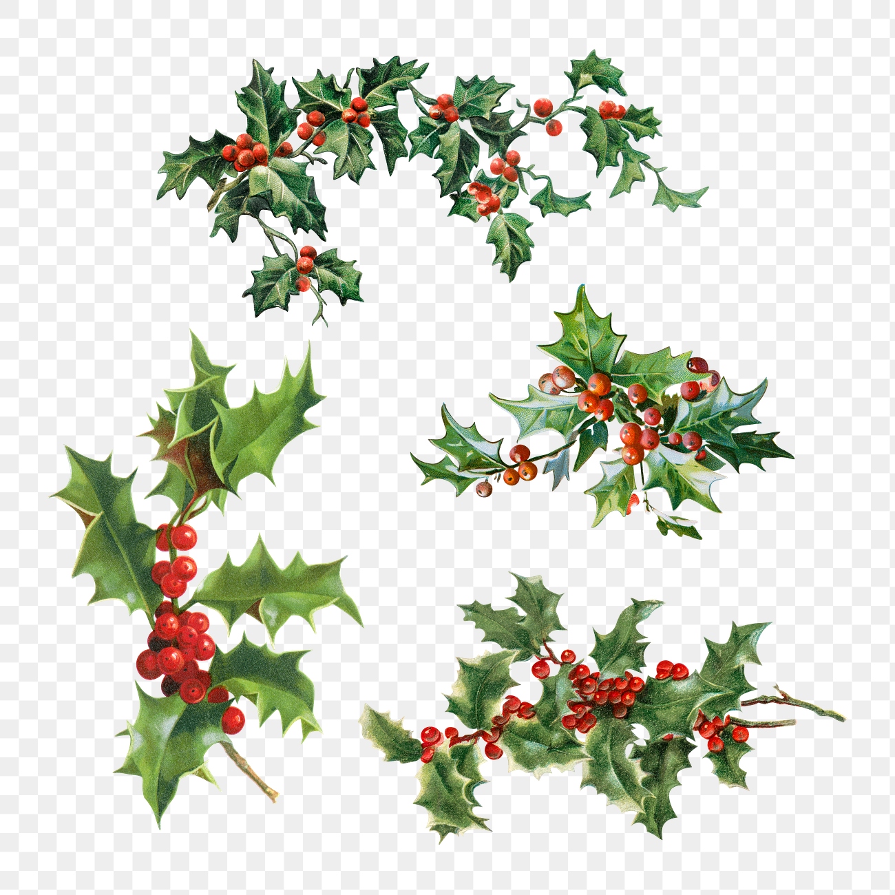 Set of Holly leaves with berries