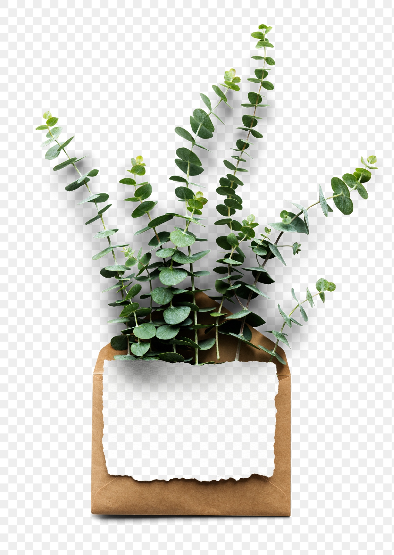 Eucalyptus PNG Images | Free PNG Vector Graphics, Effects & Backgrounds