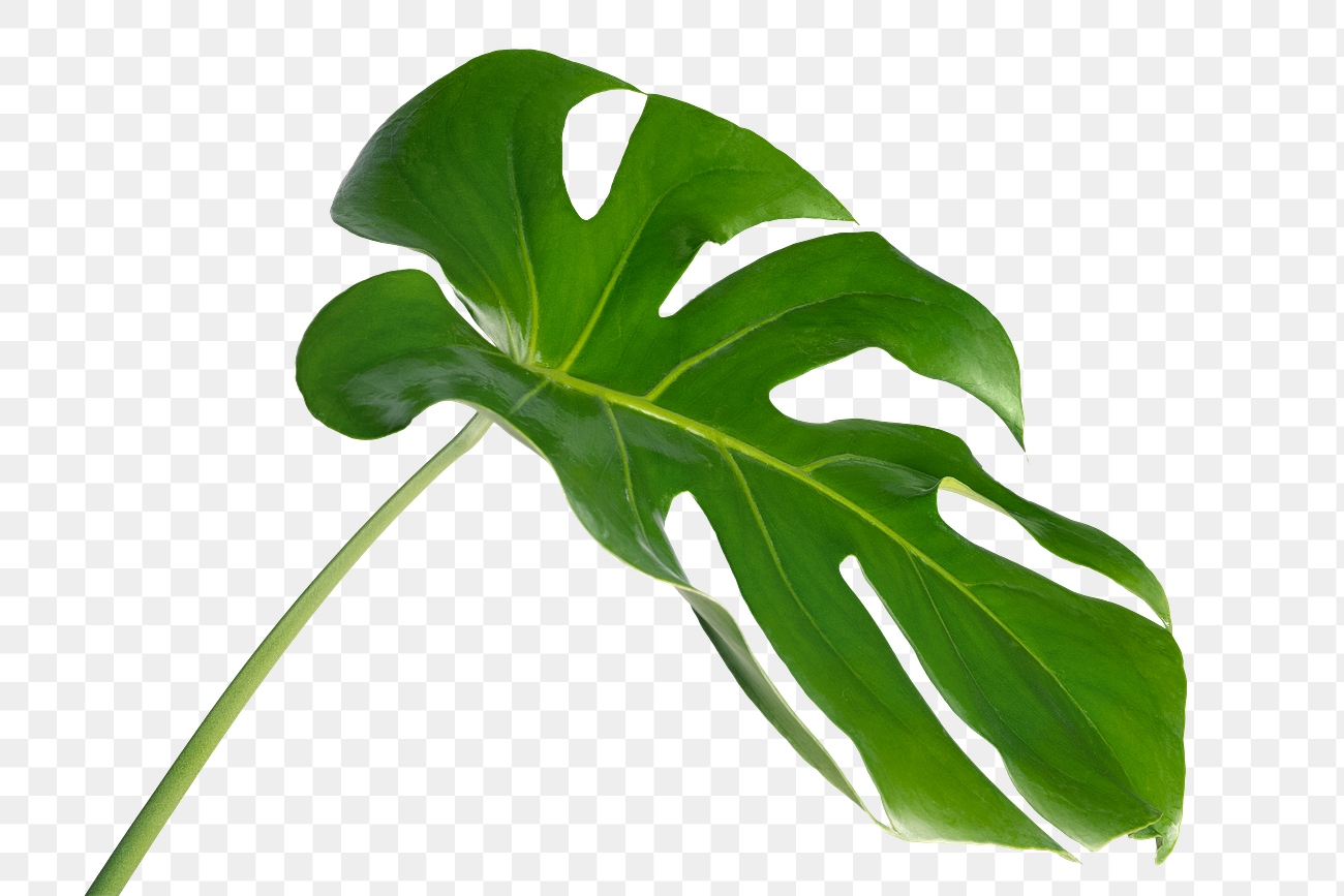 Split leaf philodendron, monstera plant element transparent png | Free ...