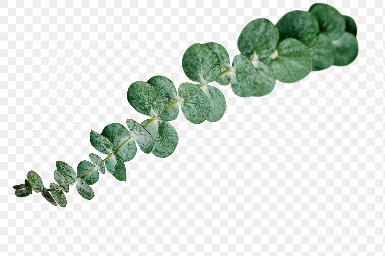 Eucalyptus round leaves transparent png