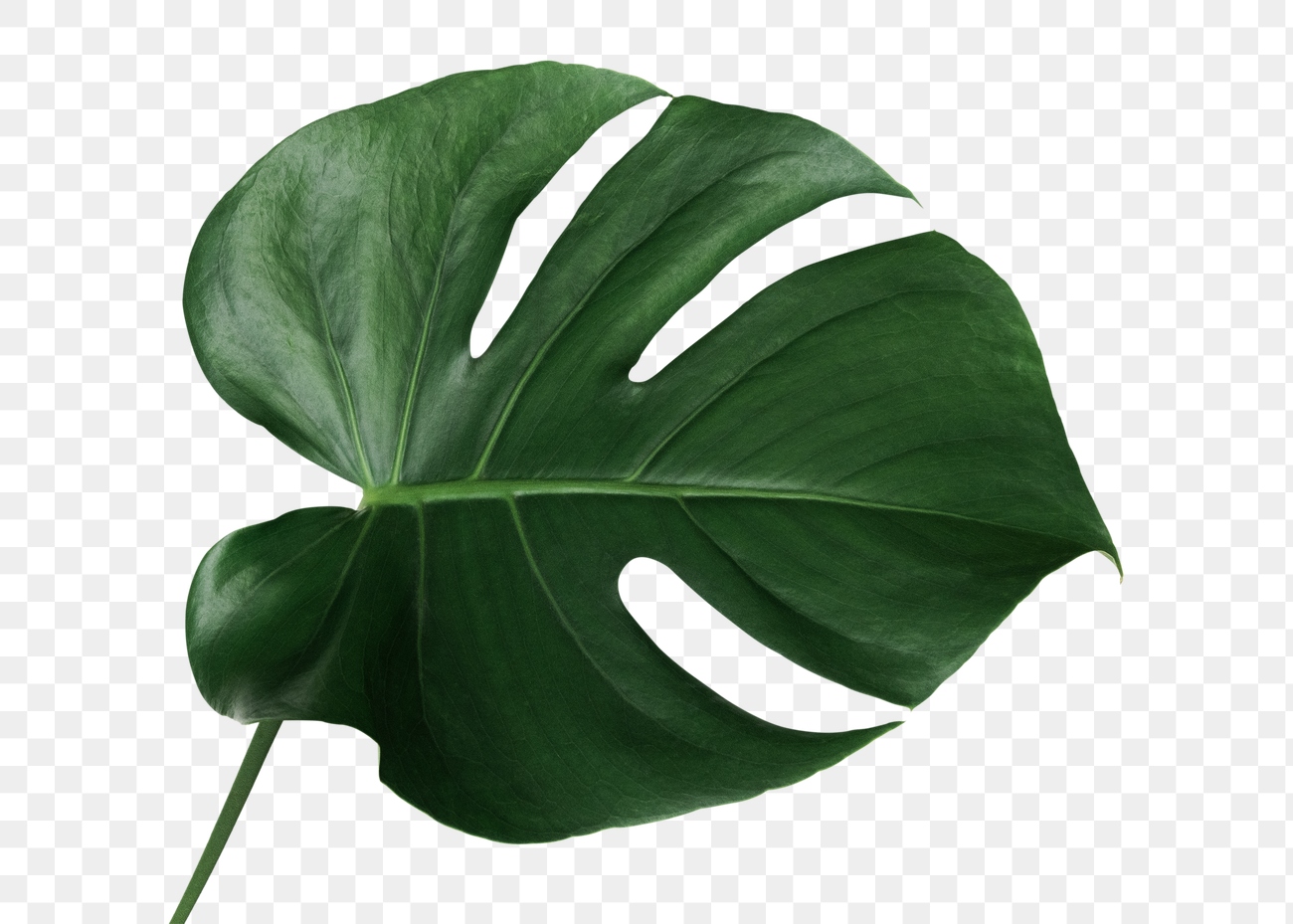 Split leaf philodendron, monstera plant element transparent png