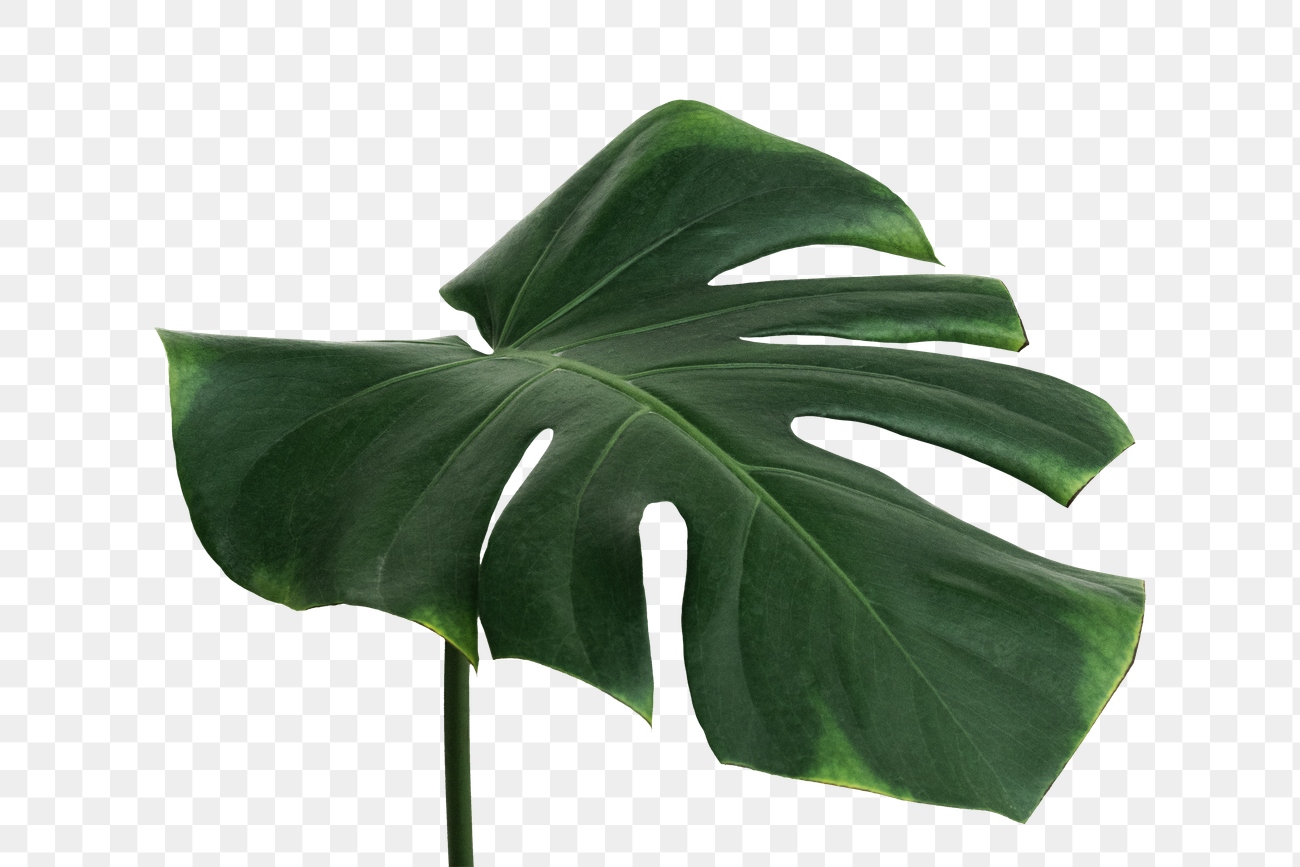 Split leaf philodendron, monstera plant element transparent png | Free ...