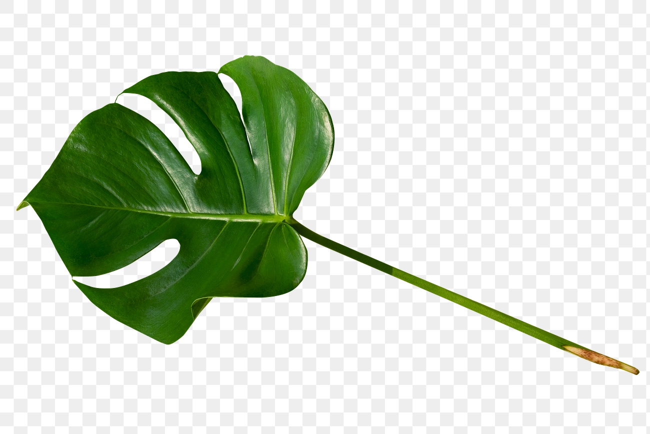 Split leaf philodendron, monstera plant | Free PNG Sticker - rawpixel