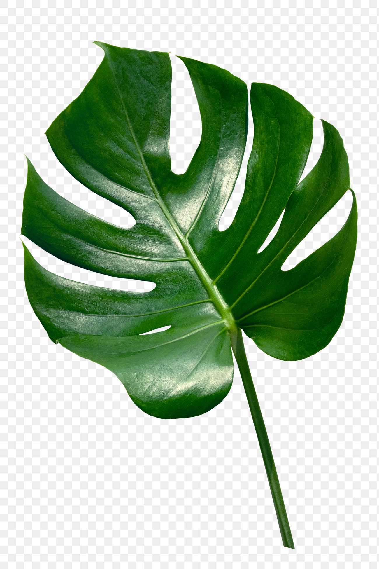 Split leaf philodendron, monstera plant element transparent png | Free ...