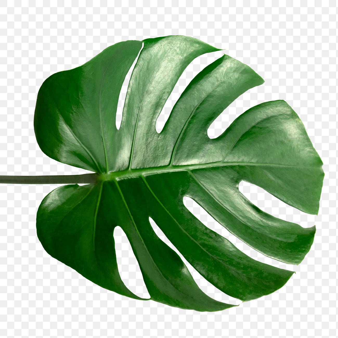 Split leaf philodendron, monstera plant element transparent png | Free ...