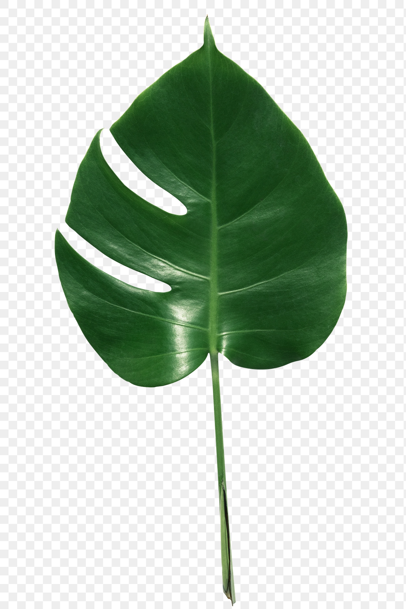 Split leaf philodendron, monstera plant | Free PNG Sticker - rawpixel