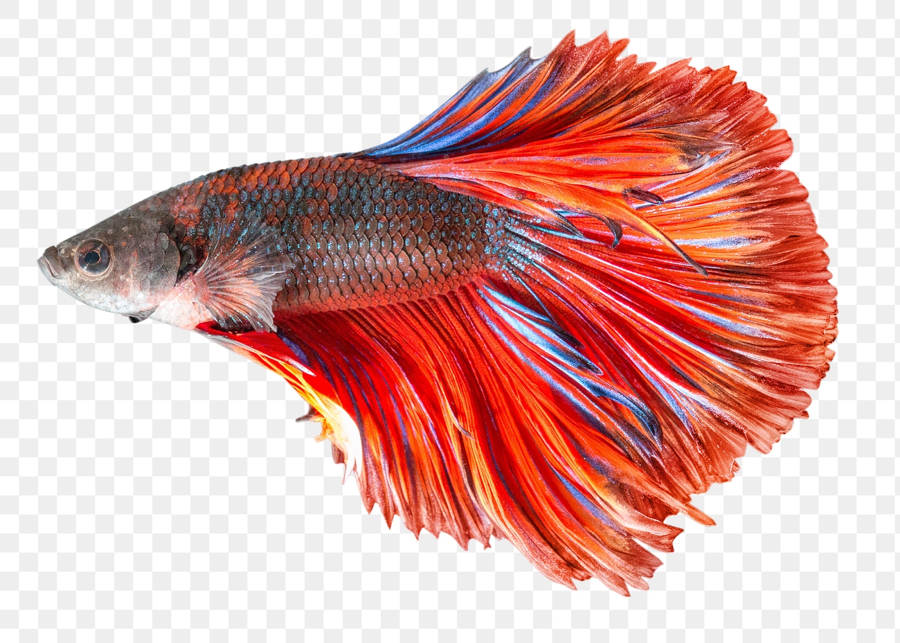 Betta fish png clipart, transparent | Free PNG - rawpixel