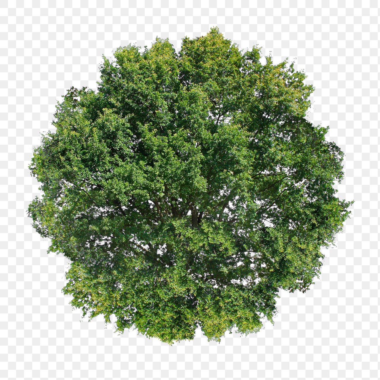 Tree png, top view clipart, | Premium PNG - rawpixel