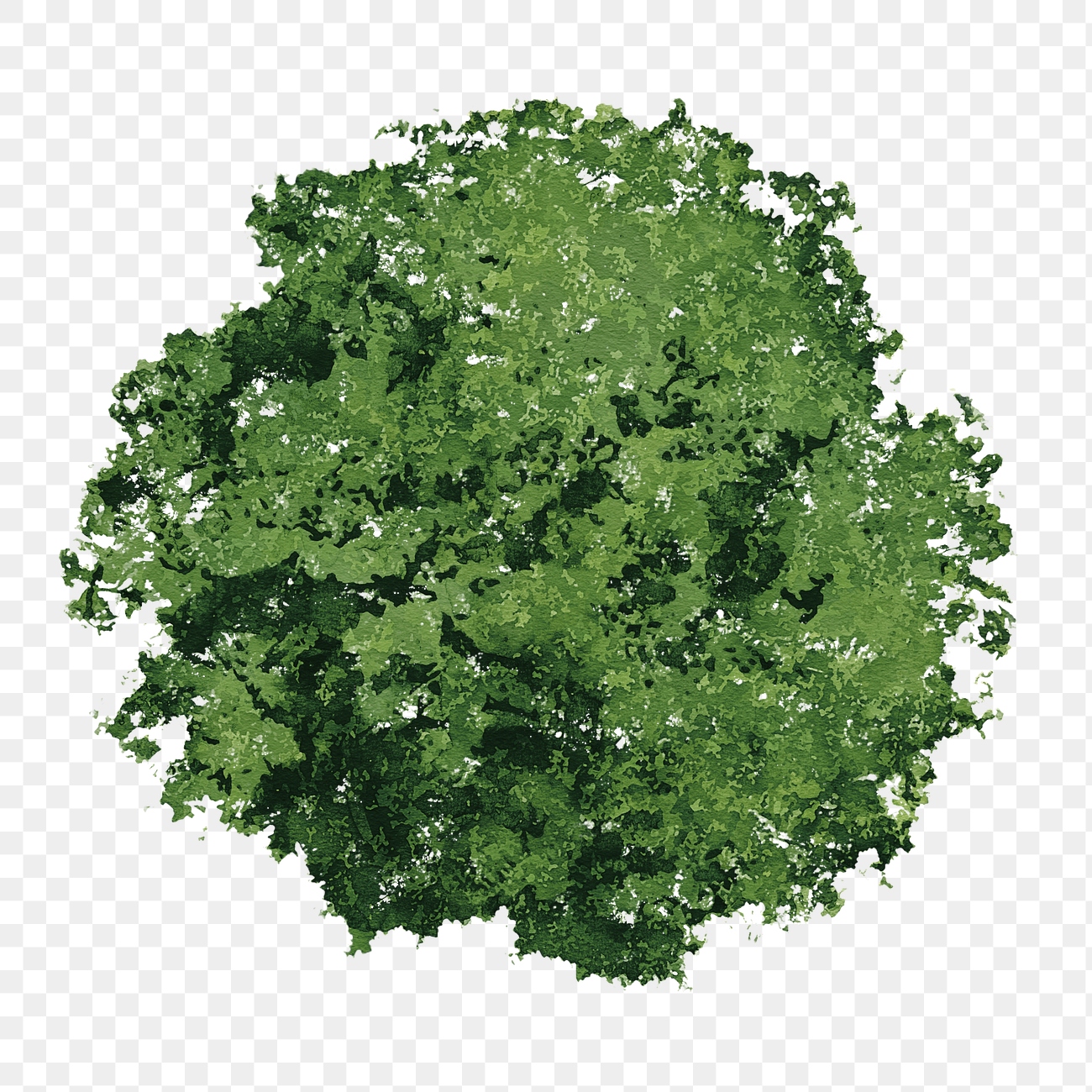 Tree png, top view spring | Premium PNG - rawpixel