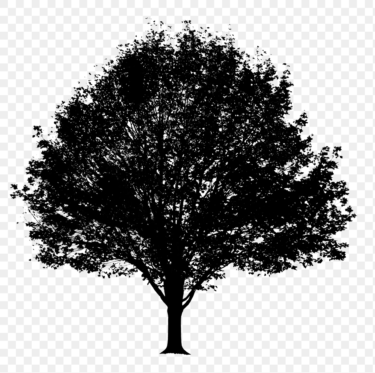 Silhouette tree png sticker transparent | Premium PNG - rawpixel