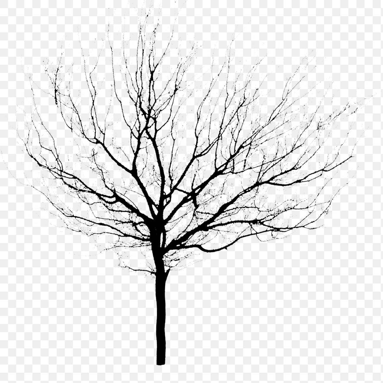 Silhouette tree png sticker transparent | Premium PNG - rawpixel