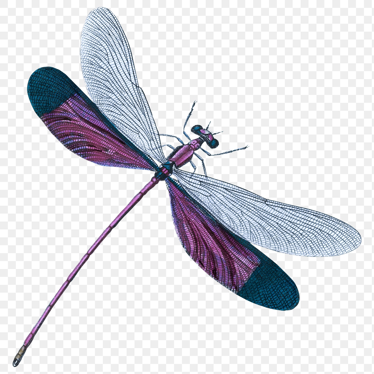 Purple dragonfly png sticker, insect | Premium PNG - rawpixel