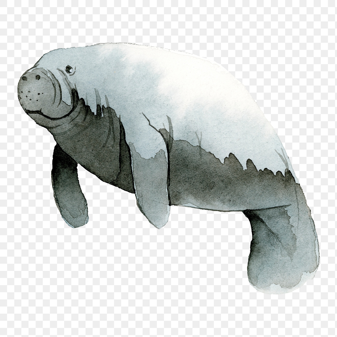 Watercolor painted dugong transparent png | Free PNG Sticker - rawpixel