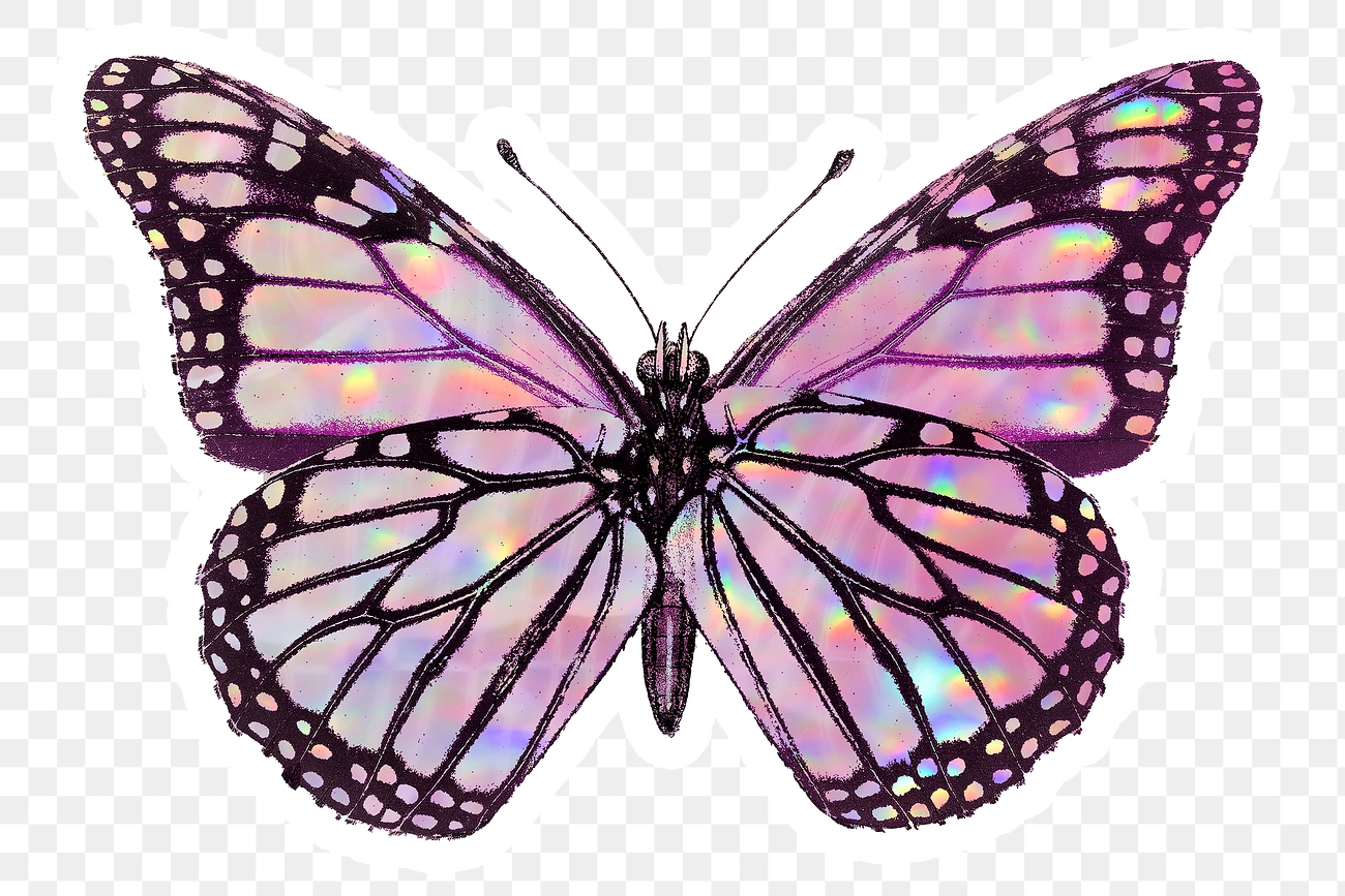 Pink holographic Monarch butterfly with a white border ...