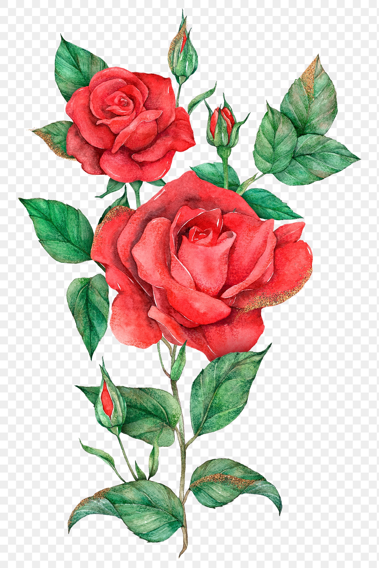 Hand drawn png red rose flower