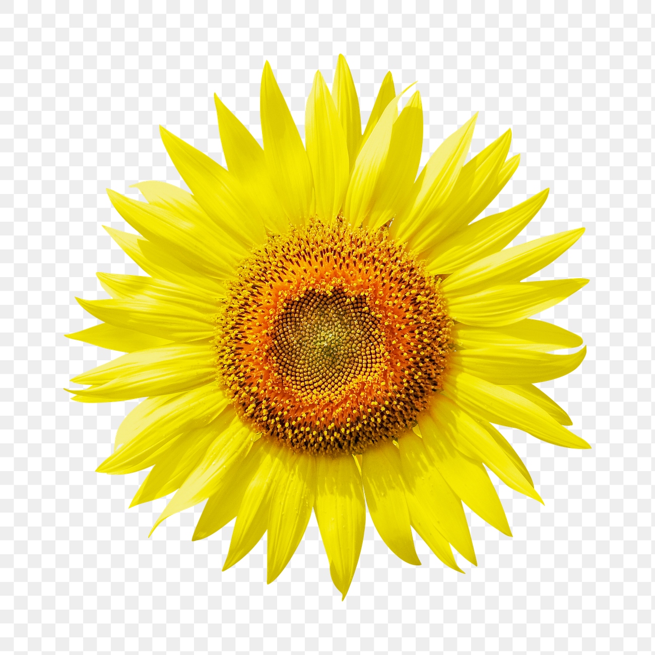 Sunflower png, flower clipart, transparent | Free PNG - rawpixel