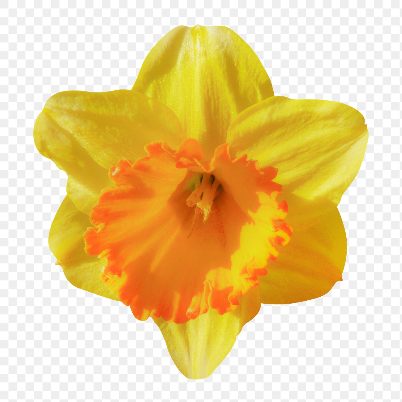 Daffodil png, yellow flower clipart, | Premium PNG - rawpixel