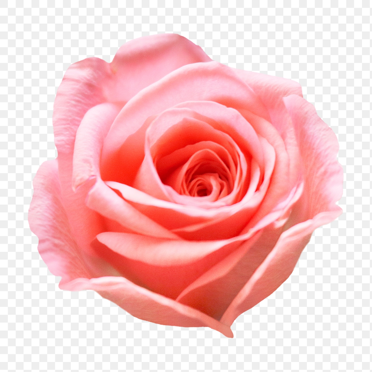 Pink rose png, flower clipart, | Premium PNG - rawpixel