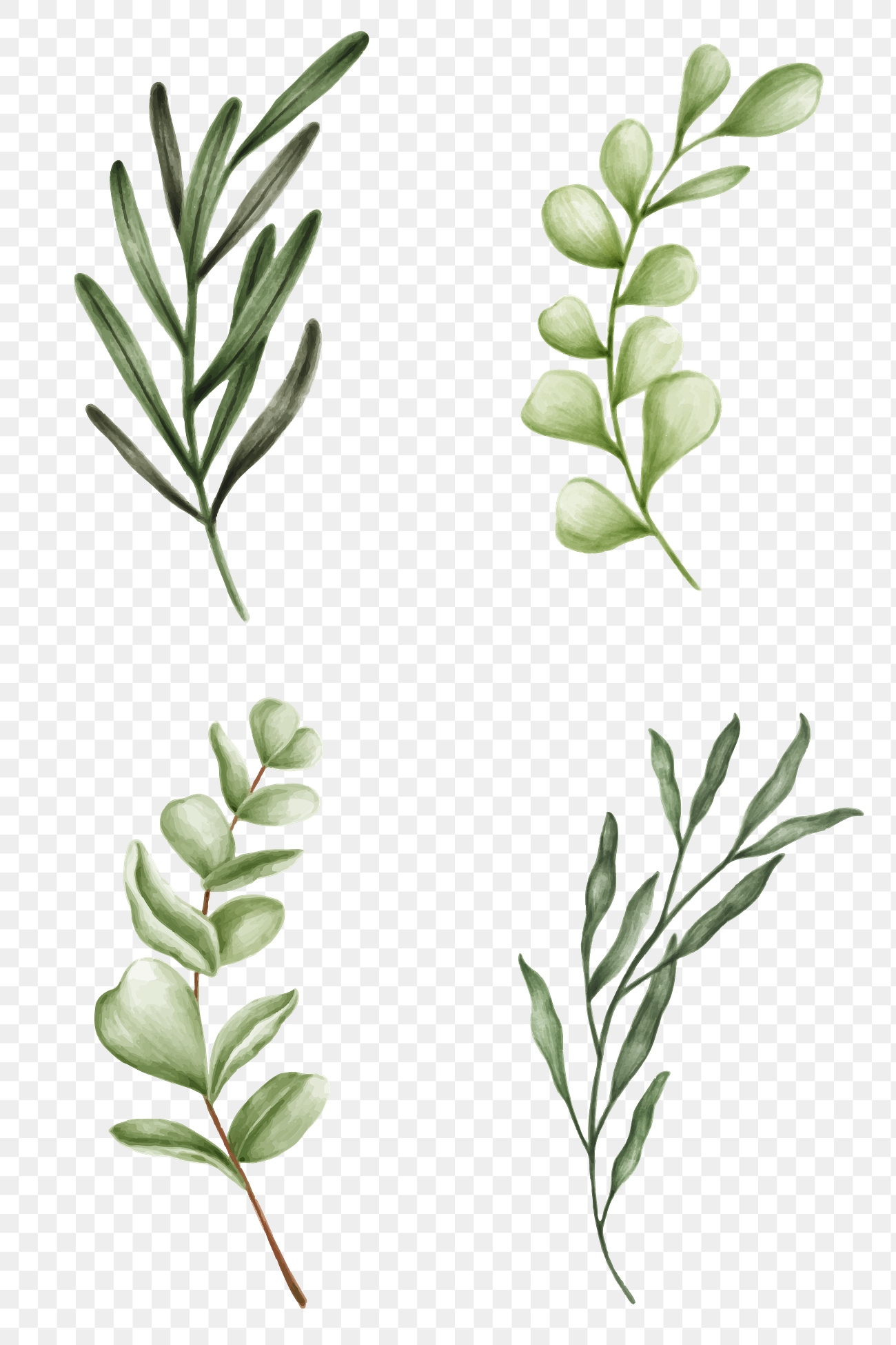 Eucalyptus PNG Images | Free PNG Vector Graphics, Effects & Backgrounds ...