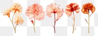 Flower png element set on transparent background