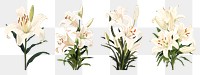 Flower png element set on transparent background