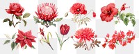 Botanical style of red flower png on transparent background